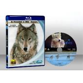 IMAX 系列- 狼 IMAX - Wolves