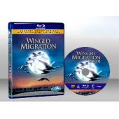 遷徙的候鳥 The Travelling Birds 