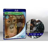 狂野亞洲：赤猿的領地 Wild Asia 1 In th...