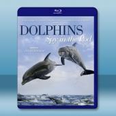 臥底海豚幫 Dolphins - Spy in the ...