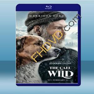  極地守護犬 The Call of the Wild (2020) 藍光影片25G