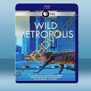  野性都市 Wild Metropolis (2018) 藍光25G