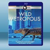 野性都市 Wild Metropolis (2018) ...