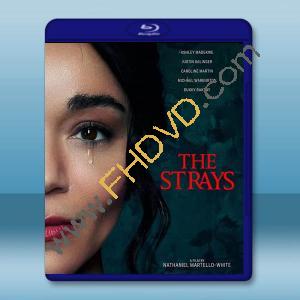  異客/流浪者 The Strays (2023)藍光25G