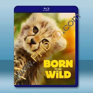 生而狂野 Born To Be Wild(2025)藍光25G		 